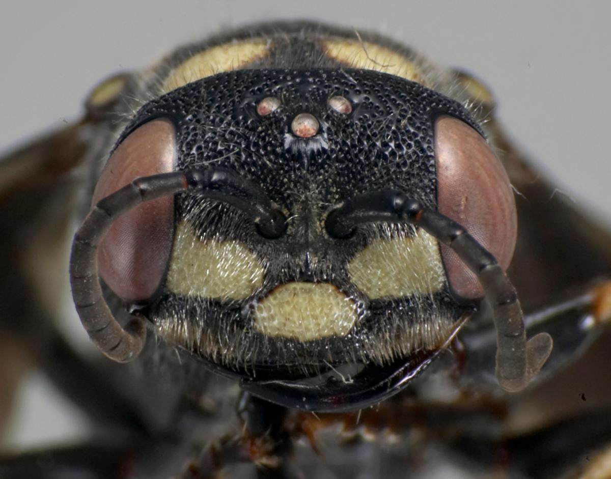 Cerceris fumipennis female face