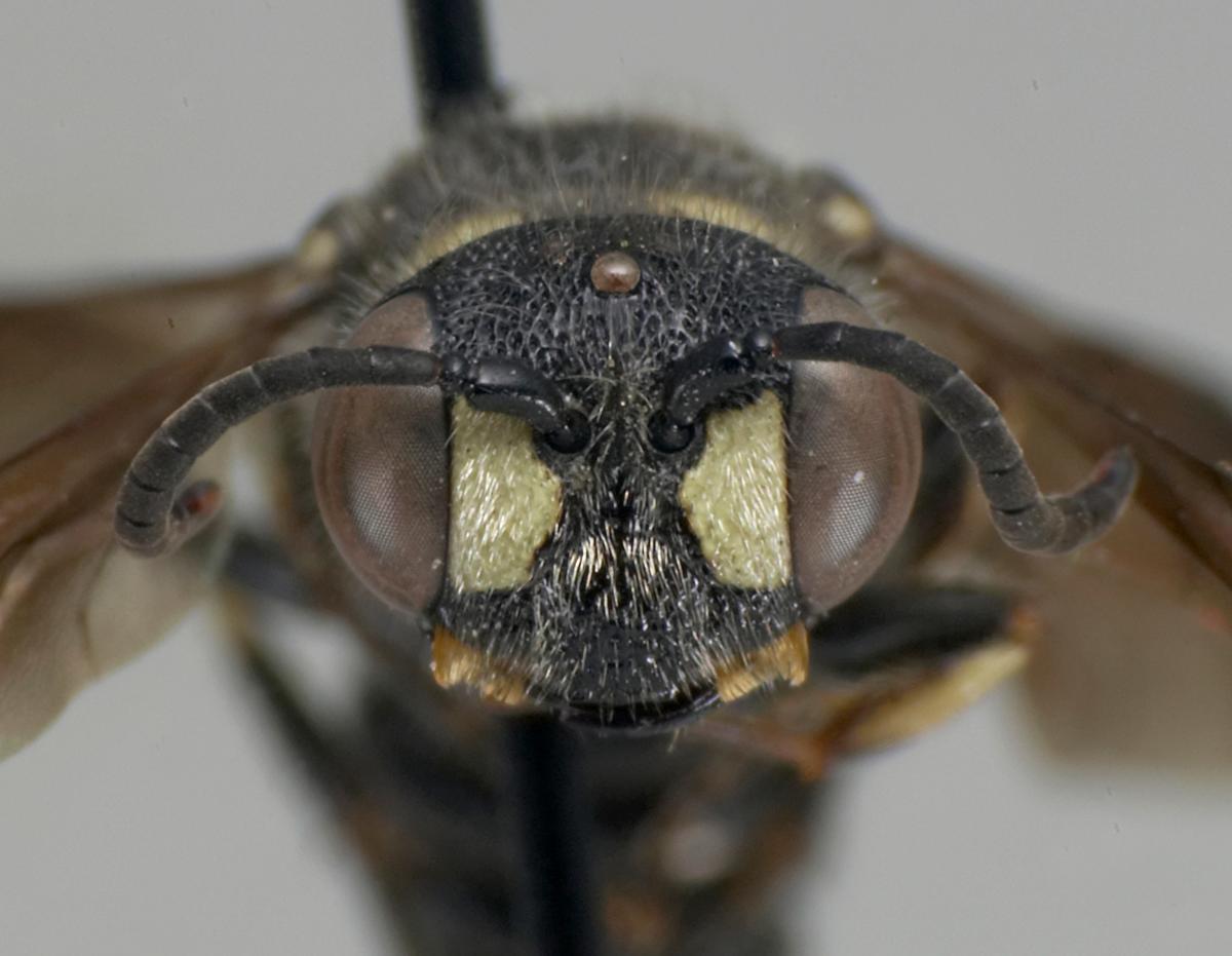 Cerceris fumipennis male face